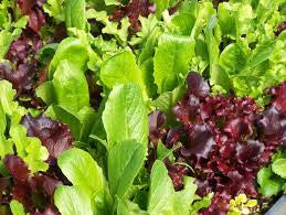Lettuce, Spring Mix per kg
