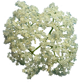 SURO ELDERFLOWERS ORGANIC - 56.7G