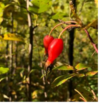 Chickadee Farm Organic Wild Rosehip Tea, 50g